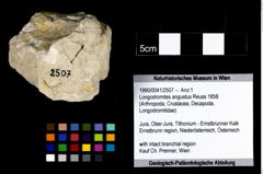 Foto (Objekt + Etikett) von Longodromites angustus (Reuss 1858)  (NHMW-GEO-1990-0041-2507)